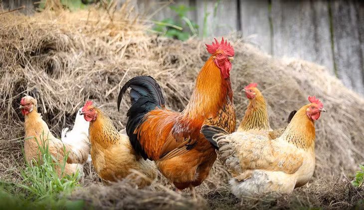 Gà nuôi thả được đánh giá đẻ trứng chất lượng hơn loại nhốt. Ảnh: Allaboutfeed