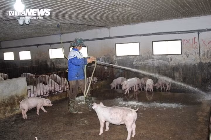 Heo hơi giá thấp, người chăn nuôi không mặn mà tái đàn.