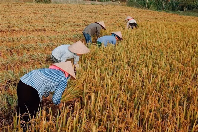 Giá gạo xuất khẩu của Việt Nam ngày càng cao. Ảnh: Hải Nguyễn