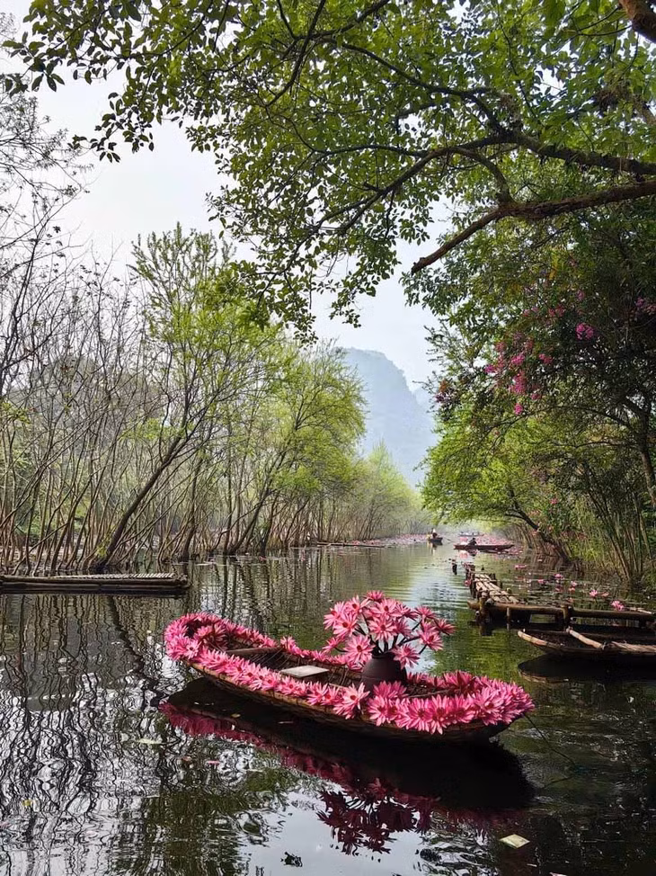 Mỗi ngày, người dân bắt đầu cắm hoa súng, trang trí thuyền hoa từ sáng sớm để phục vụ du khách chụp ảnh. Ảnh: Van Ngo