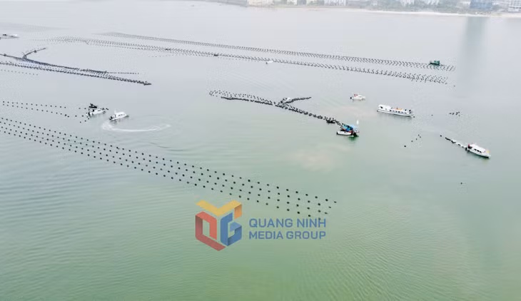 Dự kiến, thời gian thực hiện cưỡng chế các công trình NTTS trái phép ở khu vực biển giáp ranh giữa phường Tuần Châu và phường Hùng Thắng sẽ diễn ra trong 10 ngày.