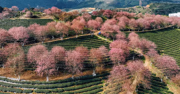Anh Khương cho biết, hoa mai anh đào tại đồi chè Ô Long thường nở rộ vào cuối năm và kéo dài độ một tháng. Thời điểm này, hoa nở rất nhiều, có những ngày còn “săn” được “biển mây” tràn về rất ấn tượng. Ảnh: Vũ Tiến Khương