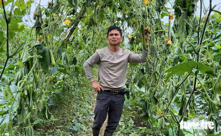 Ông Huynh buồn bã khi ruộng bí bị kẻ gian phá hoại - Ảnh: TÂM PHẠM