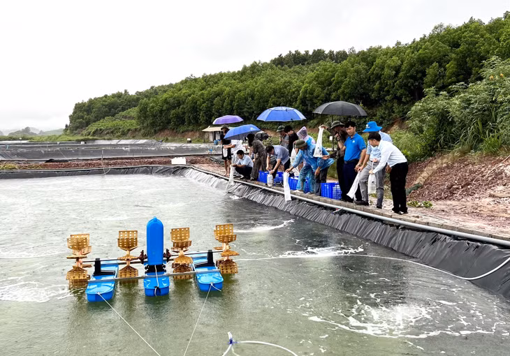 Trung tâm Khuyến nông tỉnh hỗ trợ tổ hợp tác tại xã Cộng Hòa, TP Cẩm Phả triển khai mô hình nuôi tôm thẻ chân trắng. Ảnh: Hằng Ngần