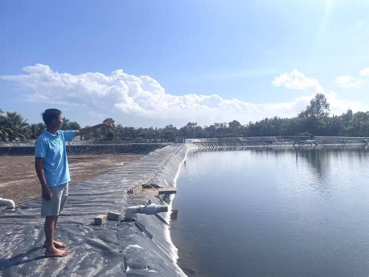 Diện tích nuôi tôm của hộ anh Nguyễn Đức Vang (khu 5, phường Hà An) nằm trong diện thu hồi để thực hiện các dự án trên địa bàn thị xã.