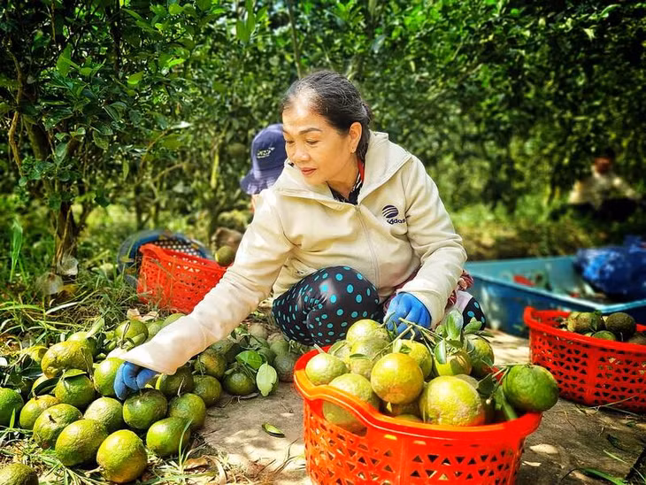 Nhiều thương lái từ chối mua cam sành, nếu có mua thì với giá chỉ từ 1.000 - 2.000 đồng/kg cam đẹp. Ảnh: Hoàng Lộc