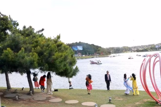 Khu vực hồ Xuân Hương là điểm check in với Mai Anh Đào của du khách khi đến với thành phố Đà Lạt, tỉnh Lâm Đồng. (Ảnh: Quốc Hùng/TTXVN)