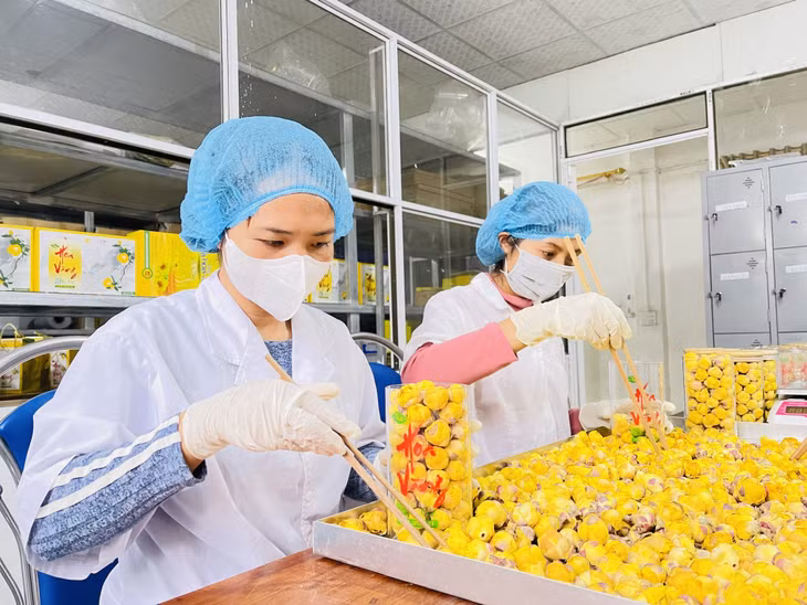 Sản phẩm OCOP trà hoa vàng Ba Chẽ được chọn lựa kỹ lưỡng, đóng gói bao bì, nhãn mác bắt mắt trước khi đưa ra thị trường.