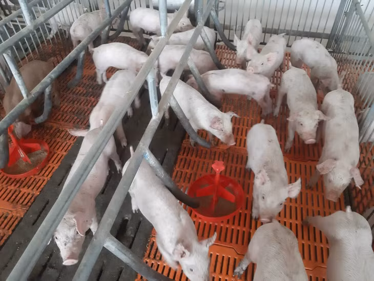 Nhiều người chăn nuôi trong nước đã bỏ nghề vì thua lỗ do phải cạnh tranh với giá thịt nhập khẩu. Ảnh: Vũ Long