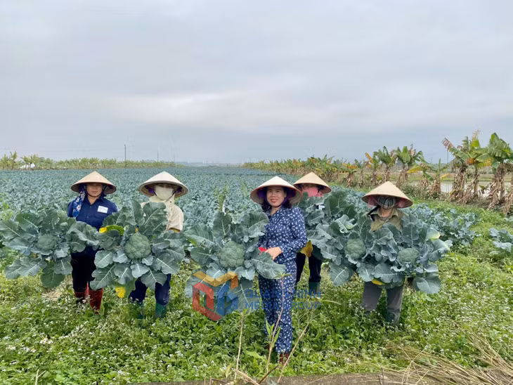 HTX Dịch vụ nông nghiệp chất lượng cao Hoa Phong thu hoạch rau màu.