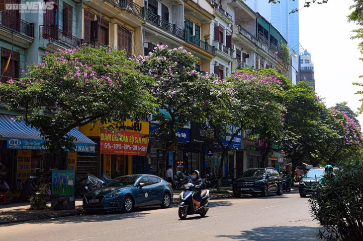 Tháng 5, trên nhiều tuyến đường Hà Nội hoa bằng lăng tím bắt đầu nở rộ báo hiệu hè về