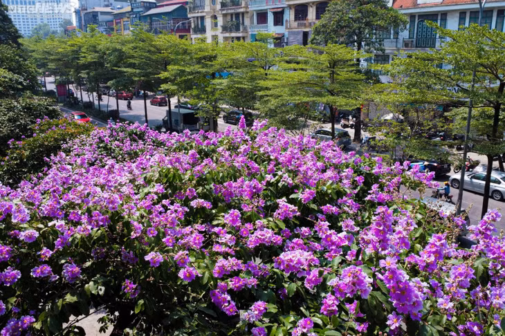 Ngoài màu hoa phổ biến là màu tím biếc, bằng lăng còn có màu tím phớt hồng hay tím phớt trắng.
