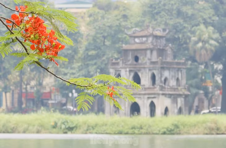 Tháp rùa hồ Hoàn Kiếm được điểm tô bởi sắc đỏ của hoa phượng.