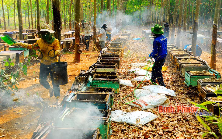 Quang cảnh buổi thu hoạch mật ong.