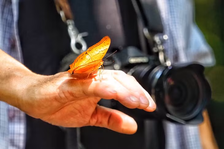 Nhiều con bướm còn đậu ngay trên tay của nhiếp ảnh gia.