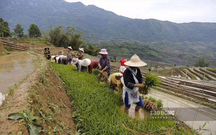 Người dân nhổ mạ, chuẩn bị xuống cấy.