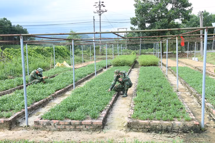 Hệ thống vườn rau xanh được CBCS Ban CHQS huyện Hải Hà quy hoạch bài bản.