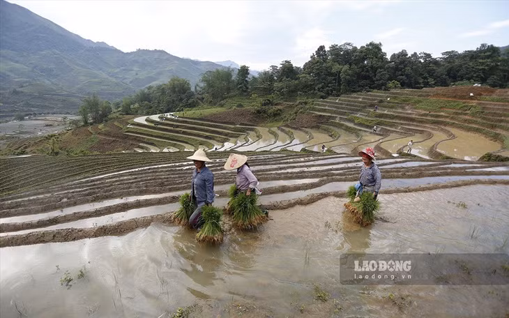 Đây cũng là thời điểm người nông dân phải chạy đua với thời tiết để kịp phủ kín mạ non trên những thửa ruộng.