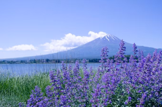 Sắc tím rực rỡ của hoa lavender ở xứ sở mặt trời mọc. Ảnh: Freepik