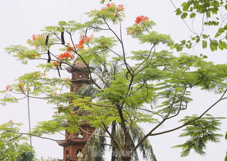 Khi hoa bằng lăng bắt đầu tàn cũng là thời điểm hoa phượng vĩ nở rực rỡ khắp mọi nơi.