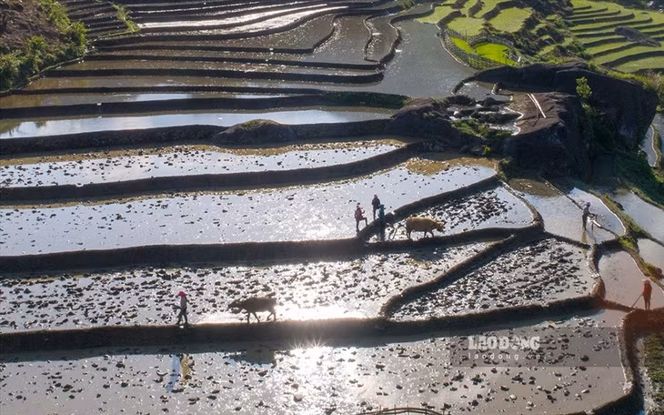 Những người đàn ông trên các thửa ruộng.