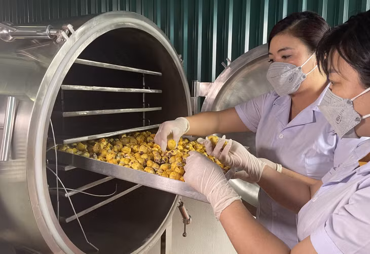 Công nghệ sấy lạnh trà hoa vàng của HTX Chế biến và Tiêu thụ nông sản Tiên Yên.
