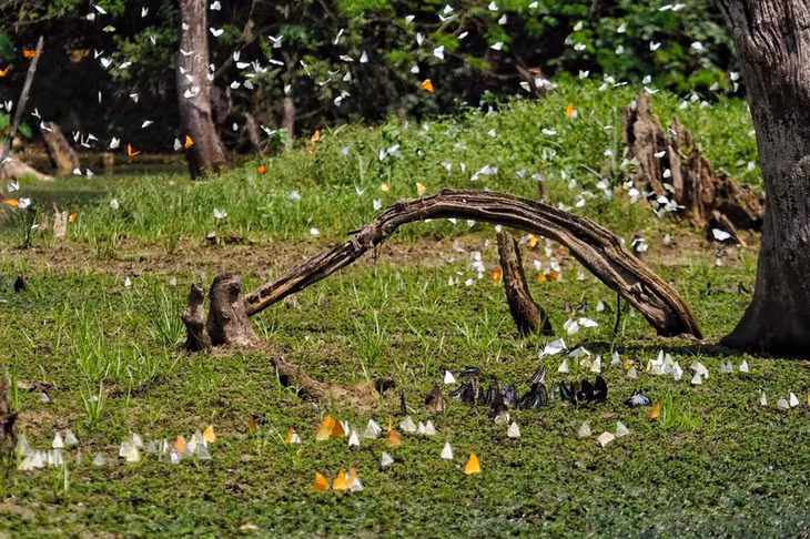 Vào những ngày nắng, từng đàn bướm đủ màu sắc sẽ ra khỏi nơi trú ẩn, bay lượn rợp trời để đi kiếm ăn khiến khung cảnh nơi đây như một khu vườn cổ tích.