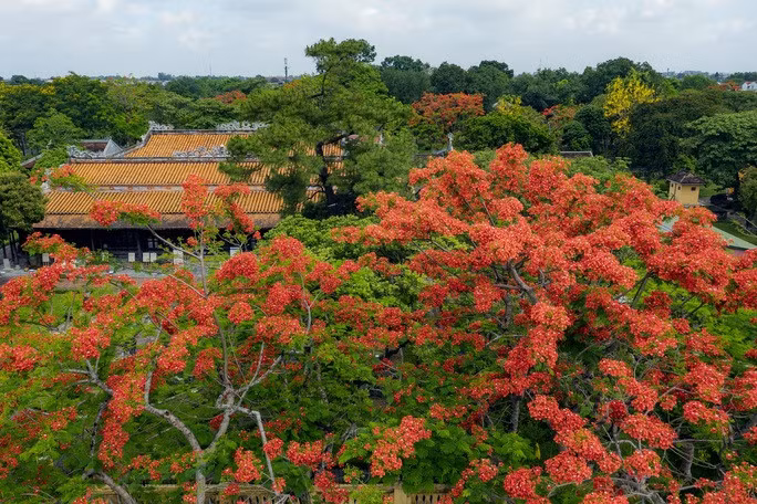 Đẹp nao lòng hoa phượng vĩ trong Hoàng cung Huế - Ảnh 2.