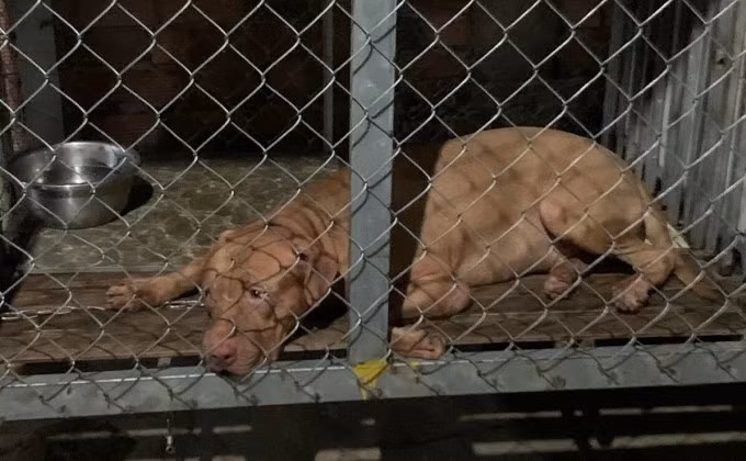 Con chó pitbull cắn chết cụ bà. Ảnh: Thái Hà