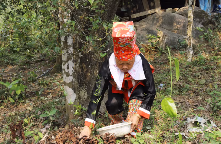 Người dân khu Khe Coóc (thị trấn Bình Liêu, huyện Bình Liêu) thu hoạch hoa hồi