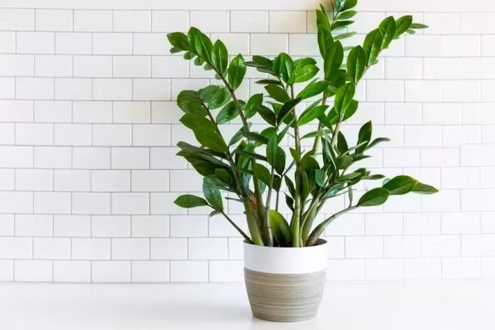 Cây kim tiền mang đến cho gia chủ nhiều điều may mắn về tài lộc.