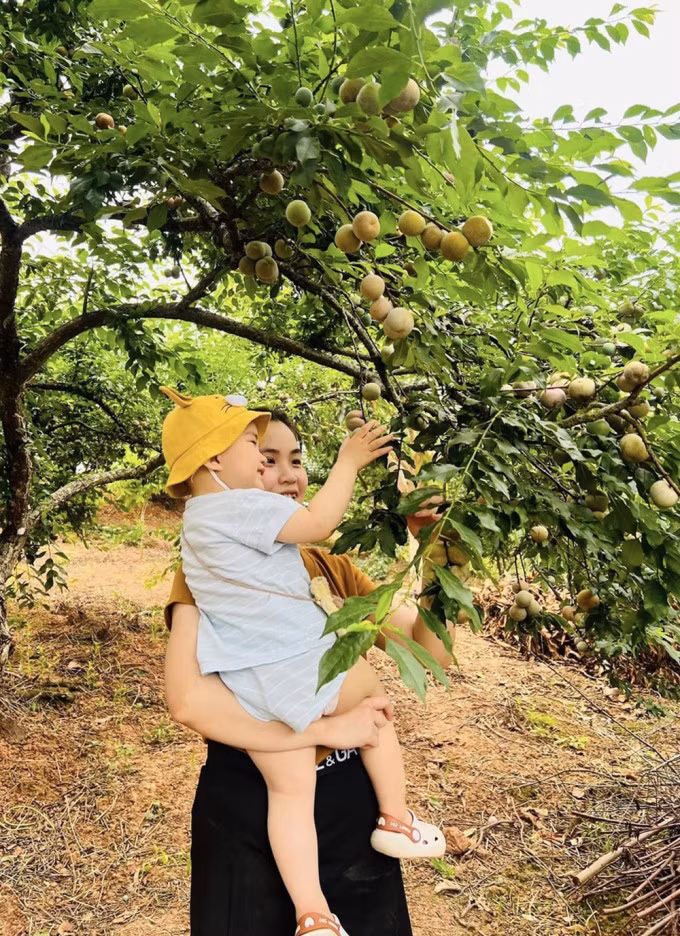 Lứa quả đầu mùa ở vườn mận Phiêng Khoang. Ảnh: Xuân Đức