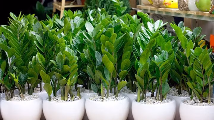 Cây kim tiền là loài cây ưa sáng.