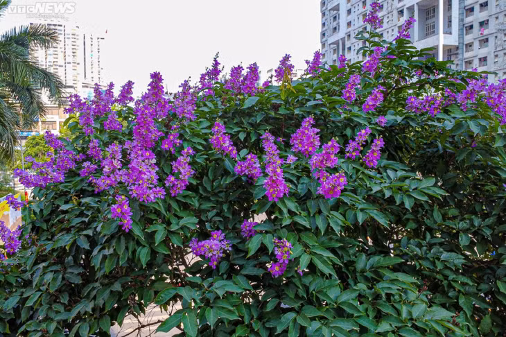 Hoa bằng lăng đến nhanh nhưng cũng chóng tàn, chỉ sau vài cơn mưa mùa hạ, những cánh hoa đã nhạt màu rồi rụng dần.