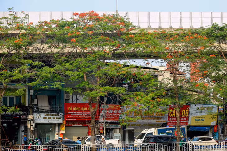 Dọc tuyến đường ven sông Tô Lịch bắt đầu từ phố Giáp Nhất, Nguyễn Ngọc Vũ, Nguyễn Khang... kéo dài gần chục km bắt đầu được nhuộm đỏ rực bởi sắc hoa phượng vĩ.