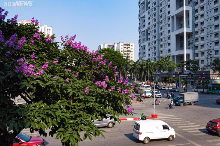 Được biết đến như một loài hoa đặc trưng của miền nhiệt đới Nam Á, cây bằng lăng ban đầu được trồng để làm cảnh quan đô thị và để tạo bóng mát, sau dần trở thành một điểm nhấn quen thuộc với Hà Nội vào mỗi dịp hè.