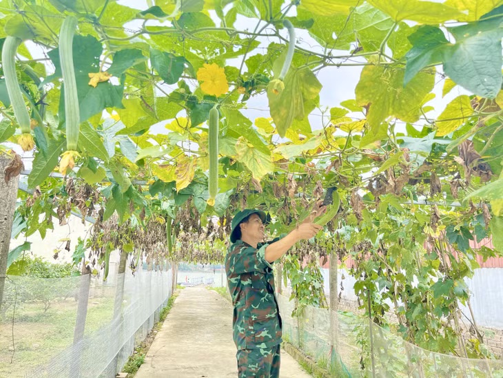 Giàn mướp sai quả tại khu tăng gia tập trung của Ban CHQS TX Đông Triều.