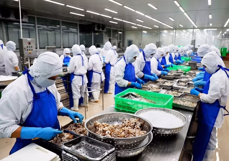 Sơ chế tôm xuất khẩu tại Công ty Phát triển Kinh tế Duyên Hải - COFIDEC, Khu công nghiệp Vĩnh Lộc, huyện Bình Chánh, Thành phố Hồ Chí Minh.