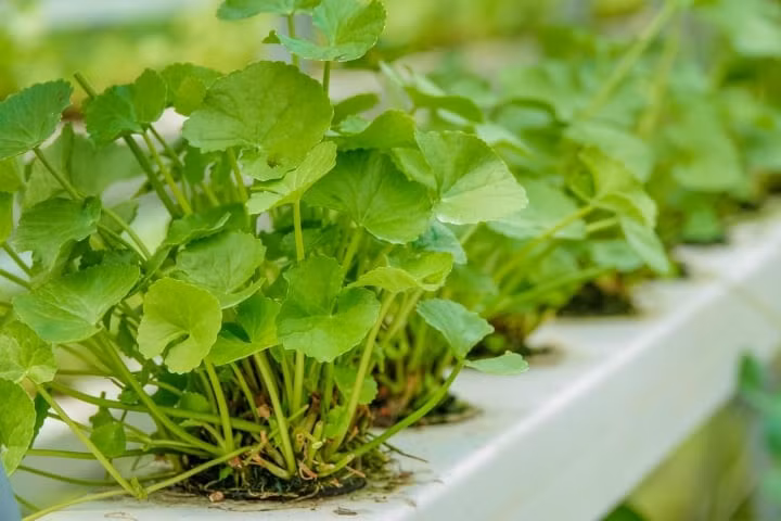 Rau má: Loại rạu dại vị đắng nhưng cực tốt cho sức khỏe