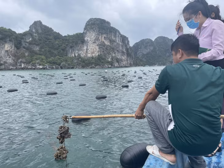 Dây nuôi hàu của gia đình anh Phạm Văn Trong, khu 8, thị trấn Cái Rồng, huyện Vân Đồn thay thế phao nổi HDPE.