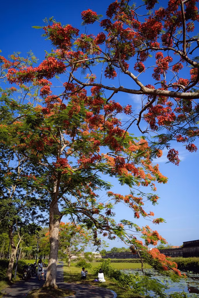 Đẹp nao lòng hoa phượng vĩ trong Hoàng cung Huế - Ảnh 6.
