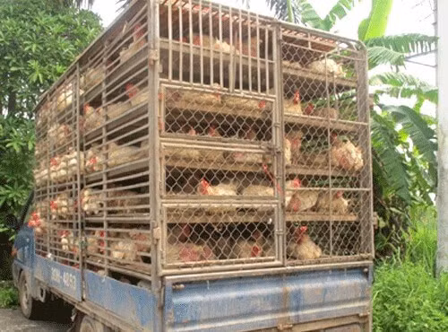 Ngăn chặn vận chuyển trái phép gia cầm vào Việt Nam.