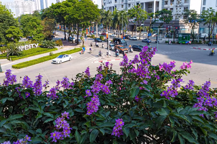 Sắc tím biêng biếc của hoa bằng lăng tô điểm thêm vẻ đẹp cho đường phố Hà Nội.