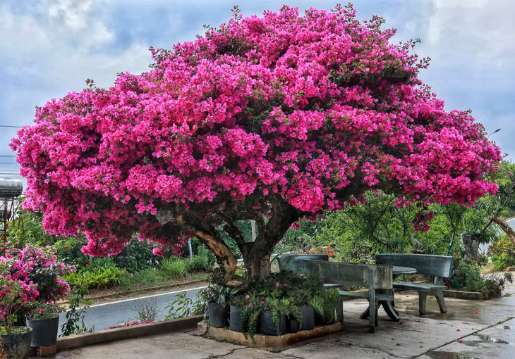 Phía dưới tán cây, chủ nhà cũng đặt thêm bộ bàn ghế đá để khách ghé thăm có chỗ dừng chân, nghỉ ngơi và chụp hình.