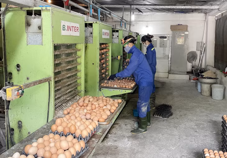 Công nhân Công ty CP Thiên Thuận Tường thu hoạch trứng gà.