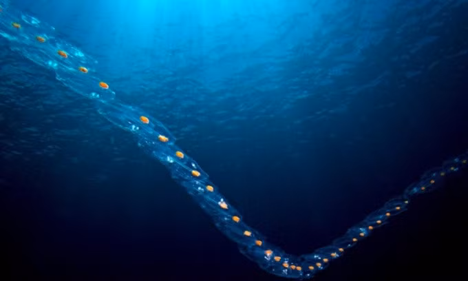 Salp có thể nối với nhau thành chuỗi dài. Ảnh: Henry Jager