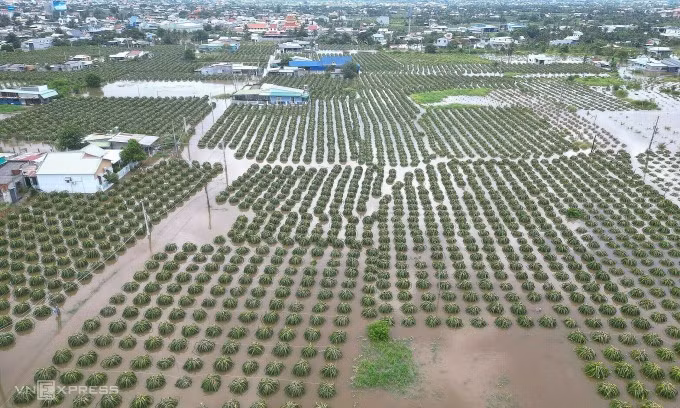 Nhiều vườn thanh long bên đường 719B ở xã Hàm Mỹ (huyện Hàm Thuận Nam) bị ngập trong nước lũ, sáng 28/8. Ảnh: Việt Quốc