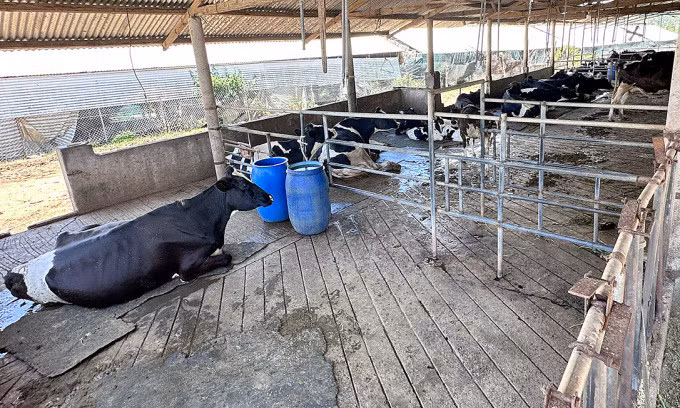 Trại bò sữa của ông Nguyễn Tấn Tuân có nhiều con bị tiêu chảy, suy kiệt. Ảnh: Khánh Hương