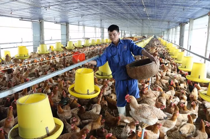 Thành phố Hà Nội khuyến khích đầu tư, nhân rộng các mô hình chăn nuôi tuần hoàn. (Ảnh Thúy Nga)