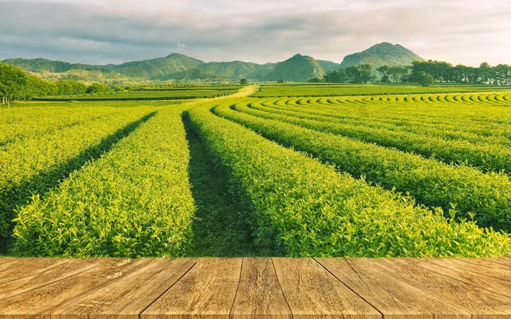 Bacte không chỉ mang lại lợi ích về kinh tế mà còn giúp bảo vệ môi trường và sức khỏe cộng đồng.